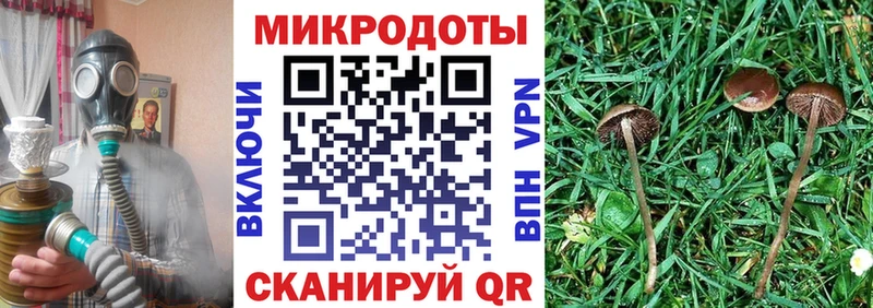 Галлюциногенные грибы Psilocybine cubensis  Избербаш 